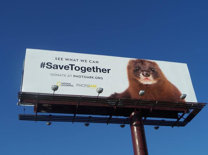 Why Billboards Still Outperform Social Media for Brand Visibility